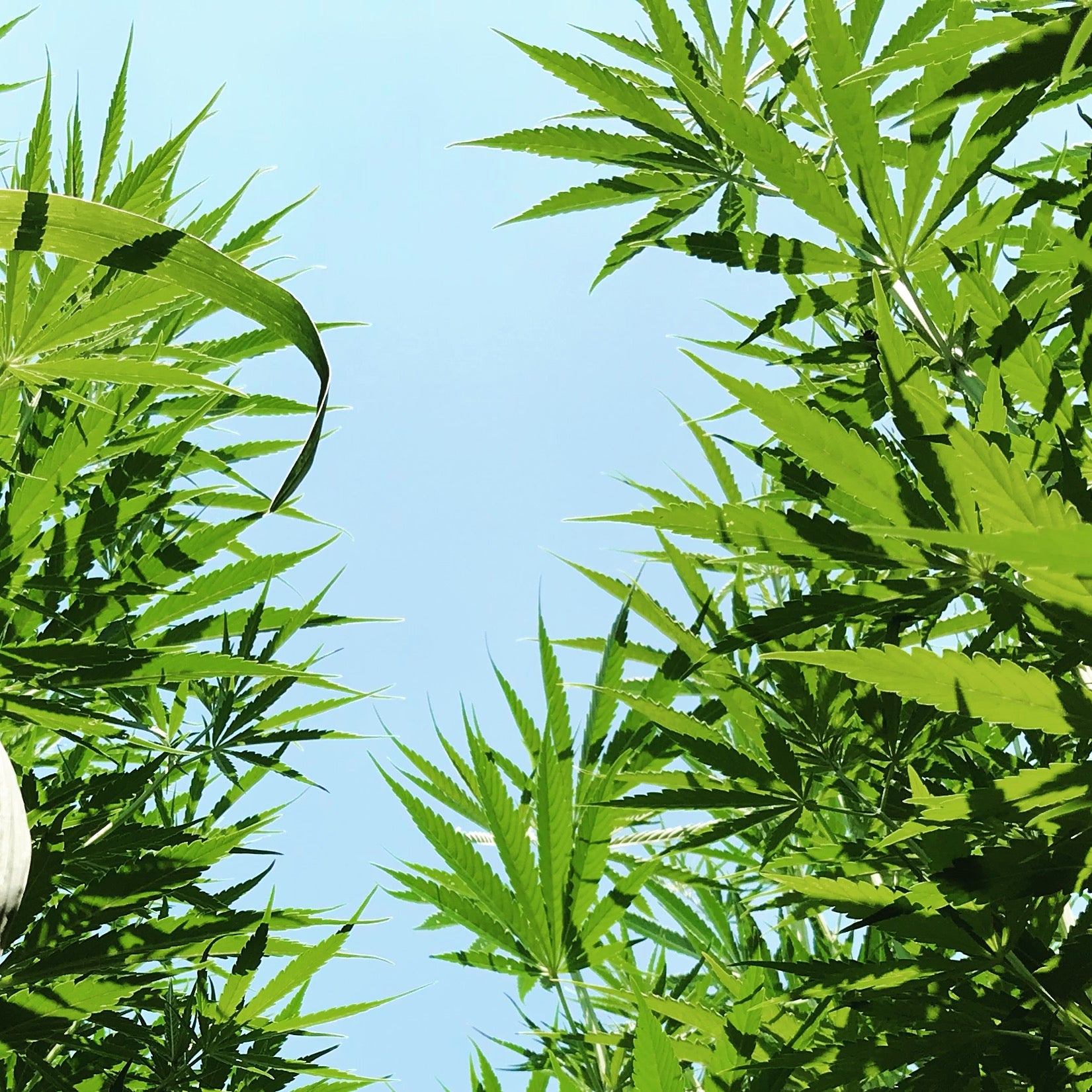 WHAT IN THE WORLD IS "REGENERATIVE HEMP"?